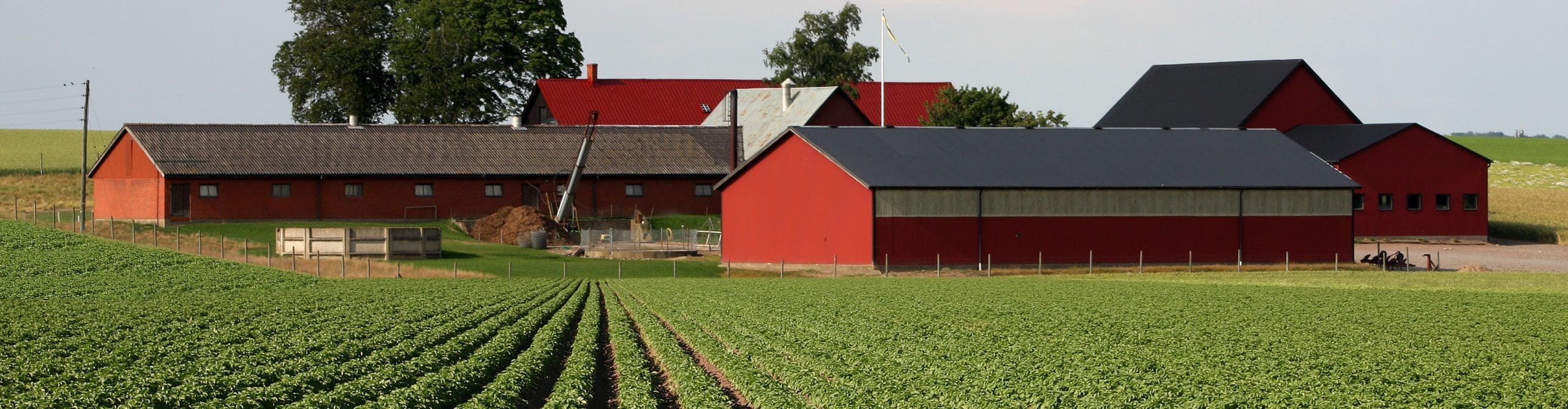 Farm with rows of crops