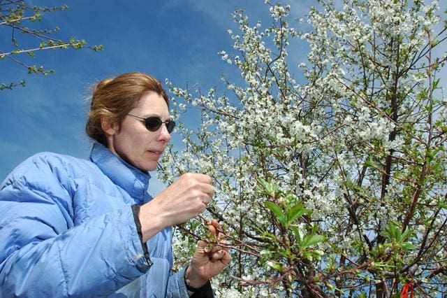 Perfecting Michigan Cherries Msu Innovation Center