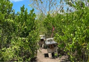 Bee boxes among mangrove trees in the Mayan Forest Zone