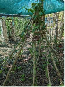 Vanilla plants growing on trees in a Mayan Forest plot under a cloth shade.