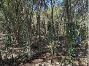 Vanilla plants growing on trees in a Mayan Forest plot.