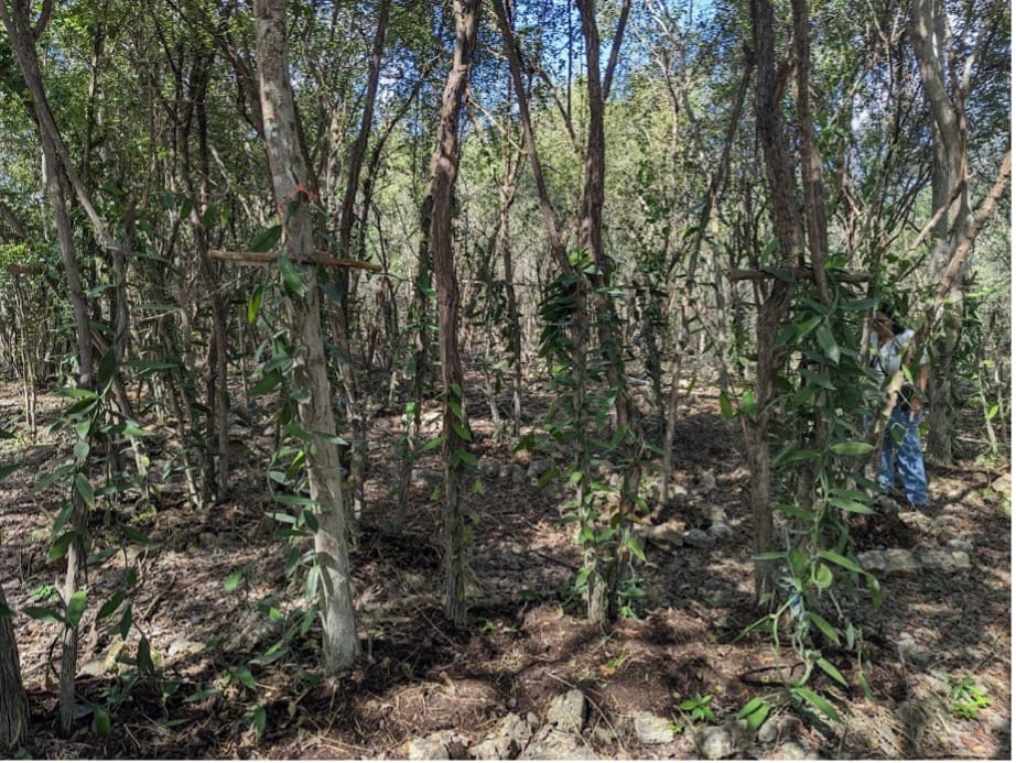 MSU Forestry Helping The Mayan Forest MSU Innovation Center