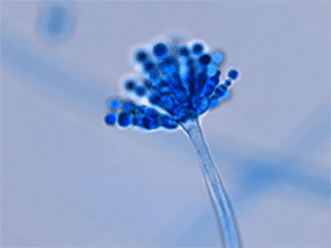 Fungi's Survival Secrets - MSU Innovation Center