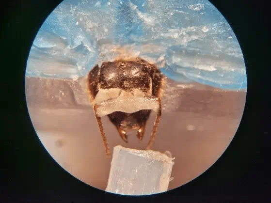 MSU: honeybees can detect lung cancer- MSU Innovation Center