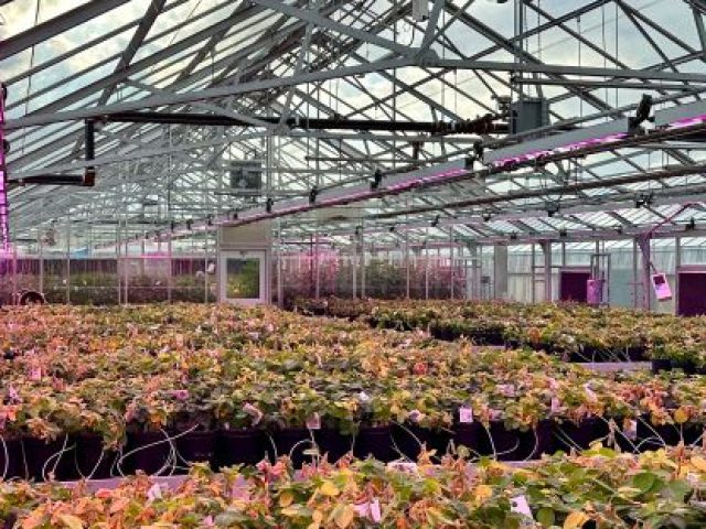 greenhouse