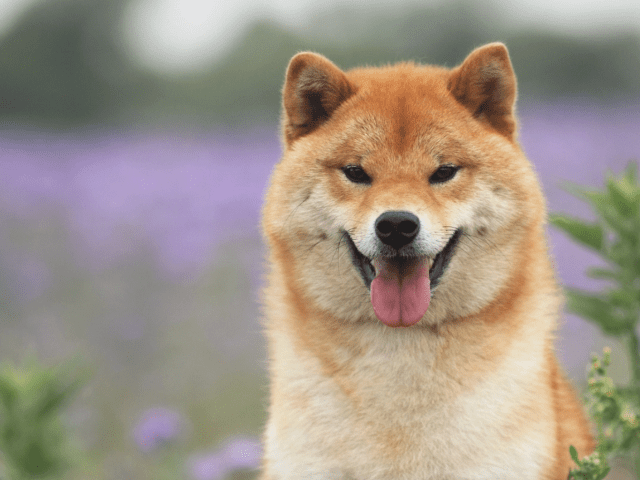 Shiba Inu