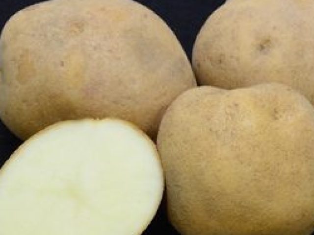 potato