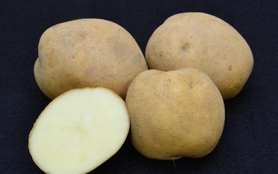potato