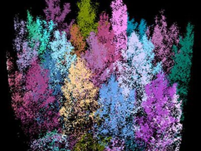 forest