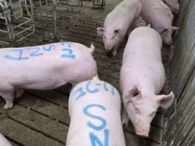 pork