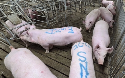 pork