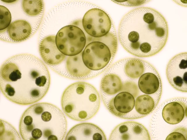 algae