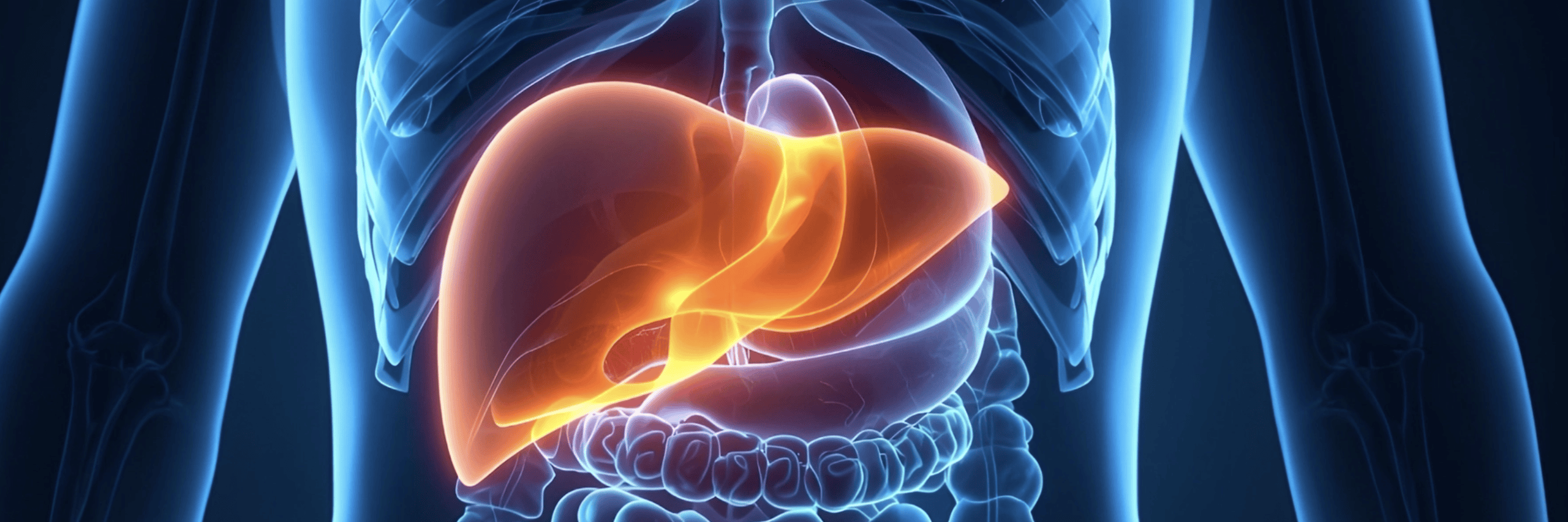 liver